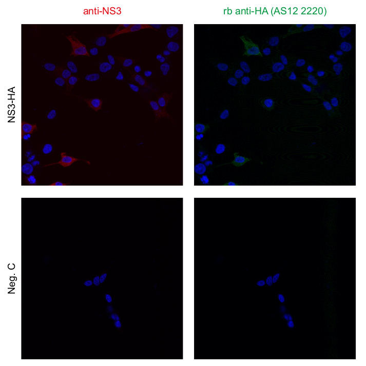 Immunofluorescent localization of a target protein using anti-HA epitope tag, rabbit polyclonal antibodies