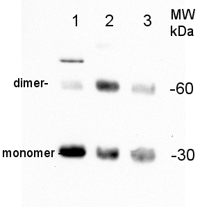 western blot detection of PIP2-7 in maize, bean