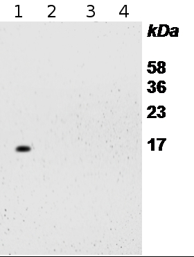 western blot detection of S14 protein in Arabidopsis