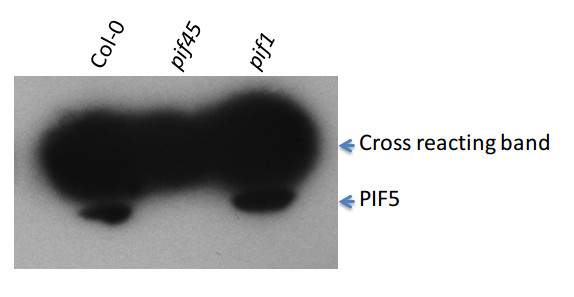 western blot using anti-PIF5 antibodies
