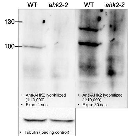 western blot using anti-AHK2 antibodies