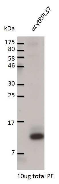 western blot using anti-RPL37 antibodies
