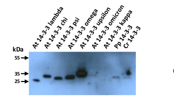 western blot using anti-plant GRF antibody
