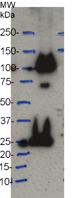 western blot using anti-CesA7 (IRX3) antibodies
