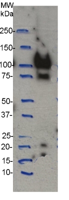 western blot using anti-CesA4 (IRX5) antibodies