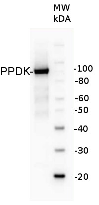 western blot using anti-PPDK antibodies
