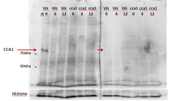 western blot using anti-CCA1 antibodies
