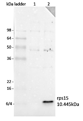 Western blot using anti-RPS15 antibodies