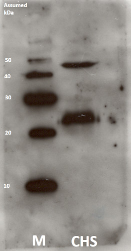 western blot using anti-chlorophyll synthase antibodies