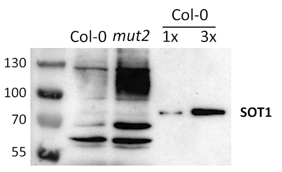 Western blot using anti-SOT1 antibodies