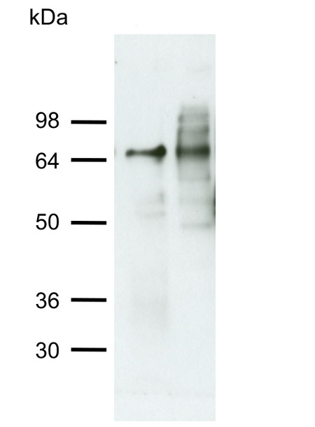 western blot using anti-ATG4 antibodies