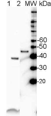 western blot using anti-SBP antibodies