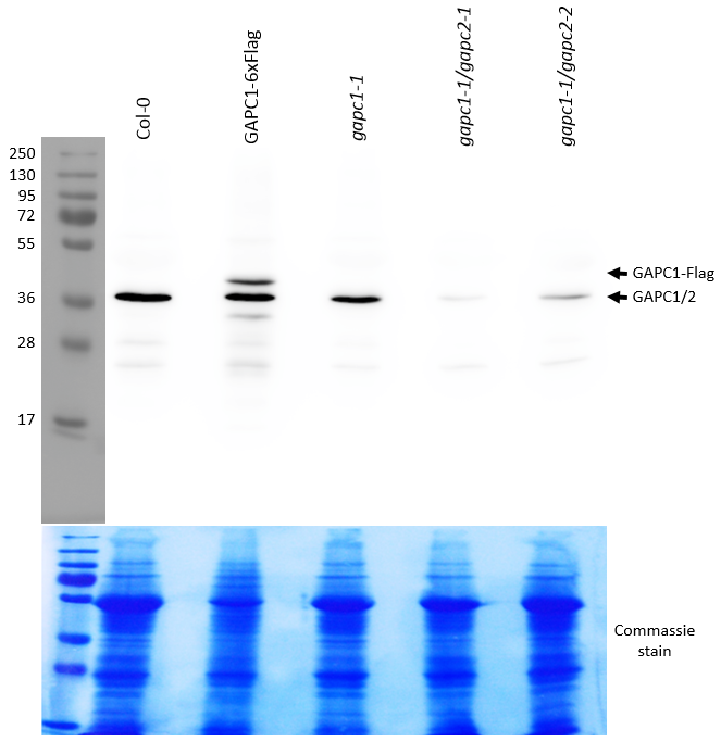 Western blot using anti-GAPC1/2 antibody