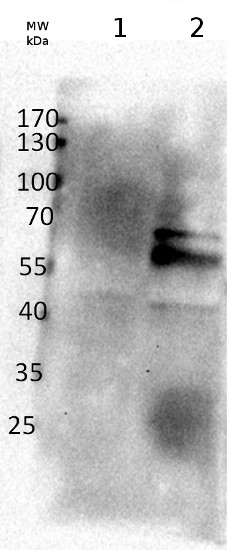 western blot using anti-beta amylase 1 antibodies