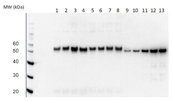 Western blot using RbcL II antibody on dinoflagelates