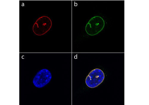 Immunolocalization using anti-GFP affinity purified antibodies