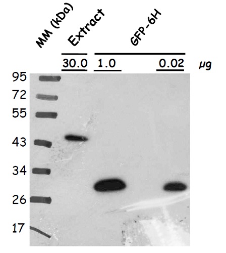western blot on plant protein using affinity purified anti-GFP antibodies
