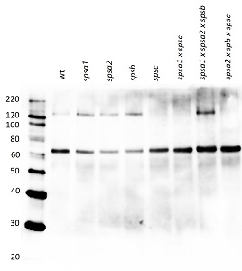 Western blot using anti-SPSC antibody