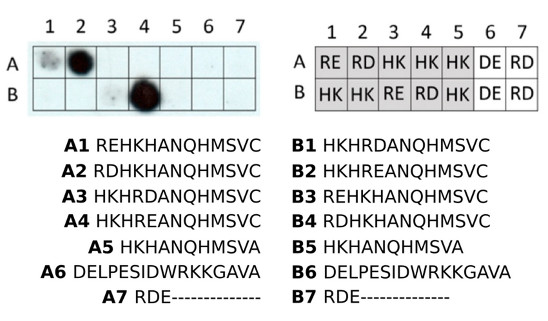 dot blot using anti-RD | N-terminal arginylation antibodies