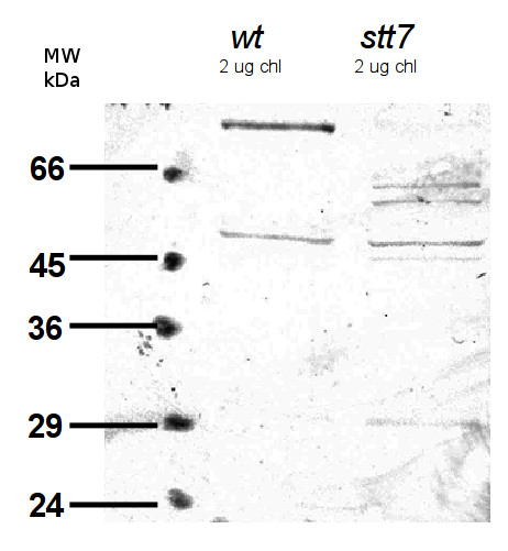 western blot using anti-STT7 antibodies