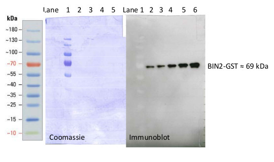 Western blot using anti-BIN2 antibodies