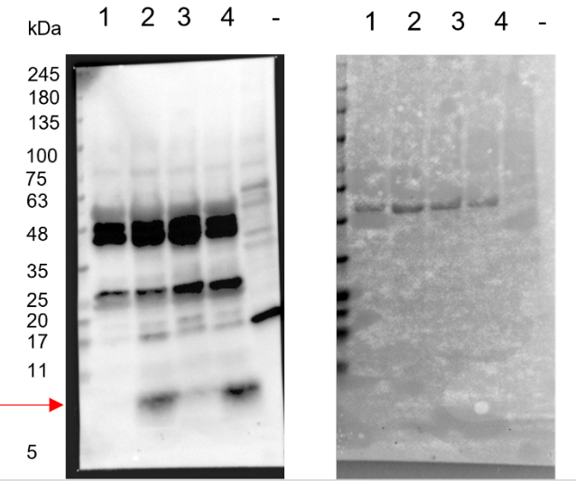 Western blot using anti-PDF1 antibodies