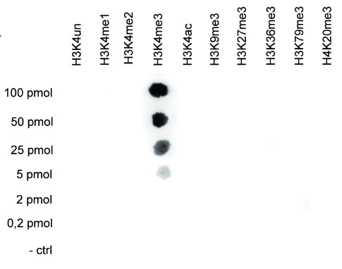 Dot blot using anti-H3K4me3 | histone H3, trimethylated lysine 4 (H3K4me3) polyclonal antibodies