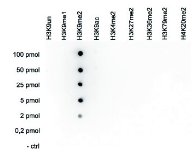 Dot blot using anti-H3K9me2 | Histone H3 dimethylated lysine 9 polyclonal antibodies