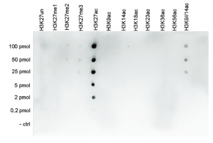Dot blot using anti-H3K27ac | Histone H3 acetylated lysine 27 (ChIP grade) polyclonal antibodies