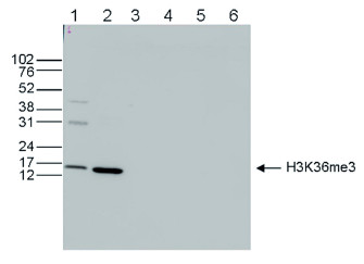 western blot using anti-H3K36me3 | Histone H3 trimethylated lysine 36 (ChIP grade) polyclonal antibodies