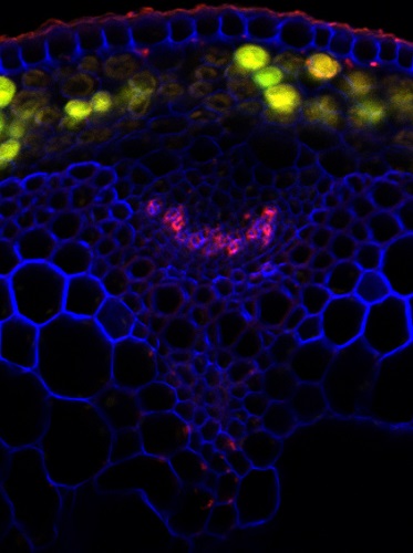 Immunofluorescence of anti-Non-fucosylated xyloglucan-5 antibody CCRC-M48