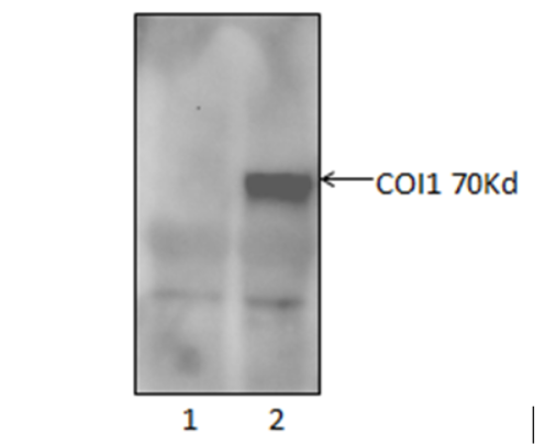 western blot using anti-COI1 monoclonal antibody