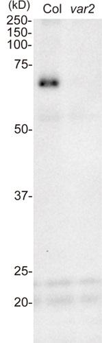 Western blot using anti-FtsH1 antibodies on Arabidopsis thaliana wt and var2 mutant