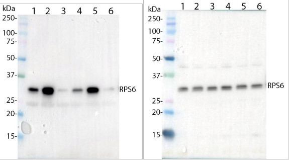 Western blot using anti-RPS6A/P240 antibodies