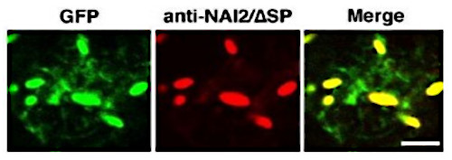 immunolocalisation of NAI2