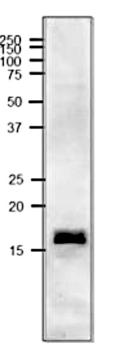 Western blot with anti-Fd2 antibodies on cyanobacterial sample