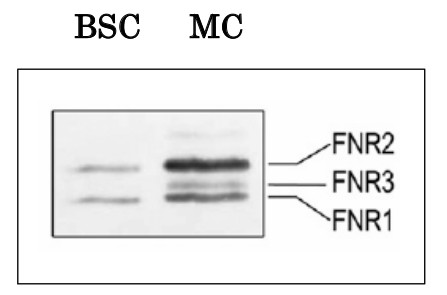 Western blot using anti- plant FNR2 (leaf) antibodies