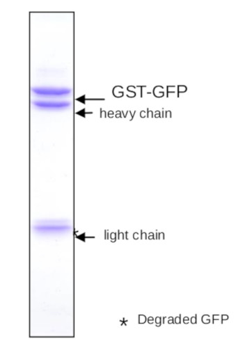 Western blot using anti-GFP rat monoclonal antibodies