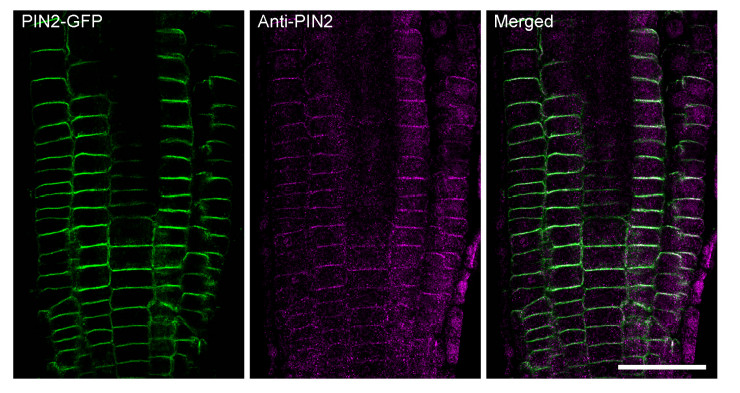 Immunofluorescence using anti plant PIN2 rabbit polyclonal antibodies