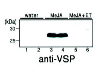Western blot using anti-VSP antibodies