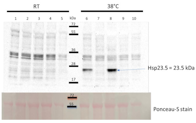 Western blot using anti-plant HSP23.5 antibodies