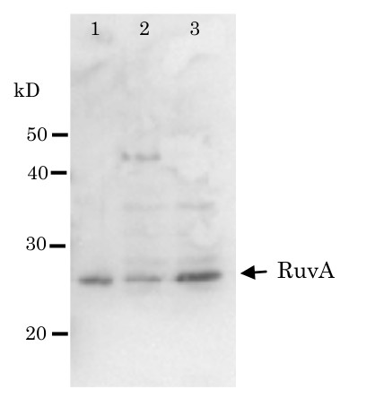 Western blot using anti-RuvA antibodies (E.coli)