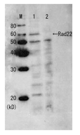 Western blot using anti-Rad22 (yeast) antibodies