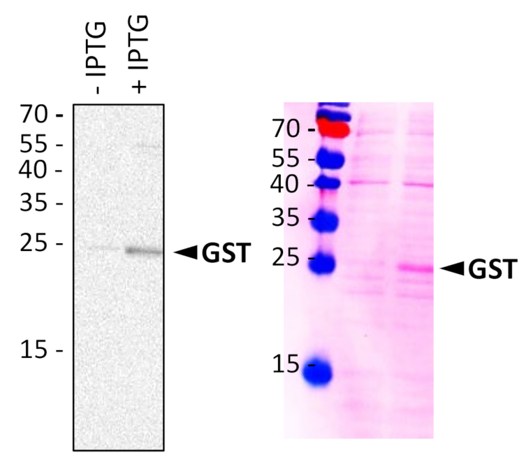 Western blot detection using anti-GST monoclonal antibodies