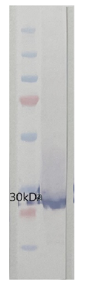 Western blot using anti-algal PsbO antibodies