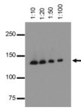 Western blot using anti CRISPR, HRP conjugated monoclonal antibodies