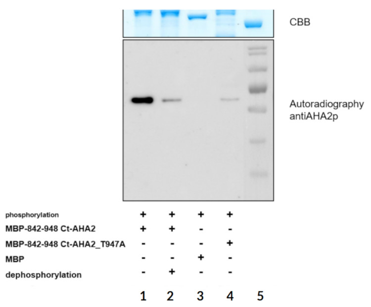 Western blot using anti AHA2 phosphorylated antibodies