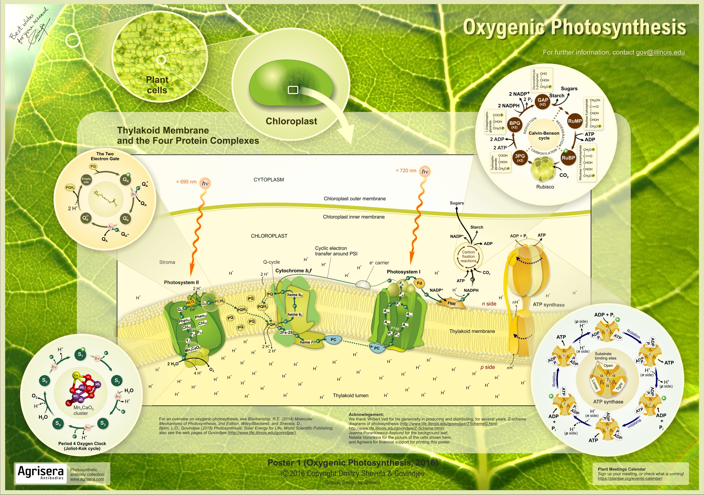 Oxygenetic Photosynthesis