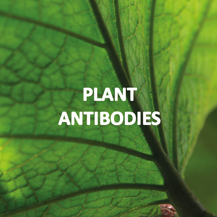 Primary antibodies, Plant/Algal