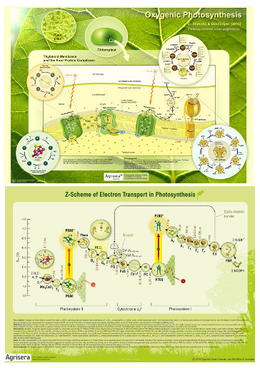 Agriseras Photosynthetic Posters